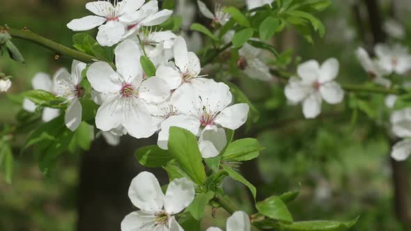 Young White Sakura