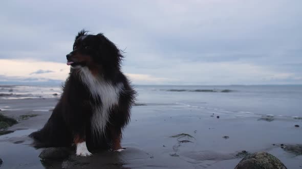 beautiful dog sitting on beach with hair blowing in wind