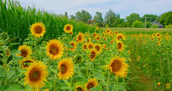 Bumblebee Wasp Bee Polinate Sunflower in the Field