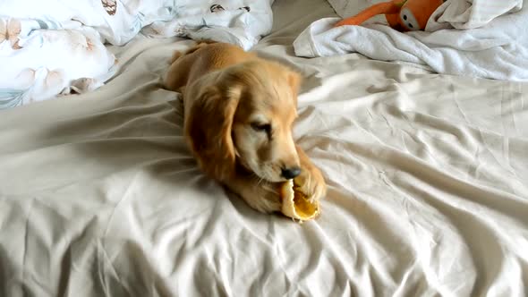 English Cocker Spaniel Nibbles on Treat Lying on Owner Bed