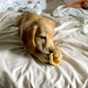 English Cocker Spaniel Nibbles on Treat Lying on Owner Bed - VideoHive Item for Sale