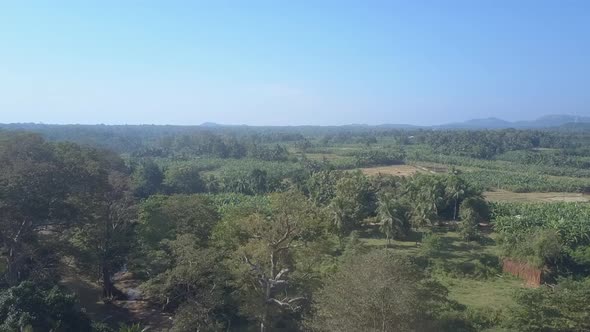 Peacocks Fly Above Lush Jungle in Natural Reserve in Morning