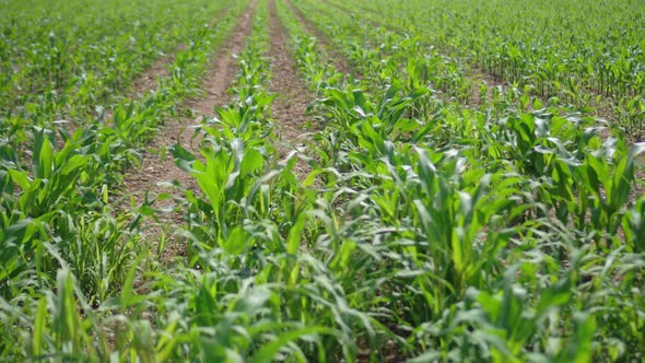 Young Maize Field in Rows