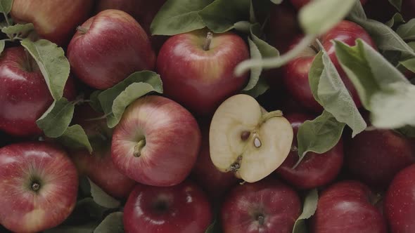 Beautiful Red Apple Composition with Many Leaves Fruit Delicious Organic Raw