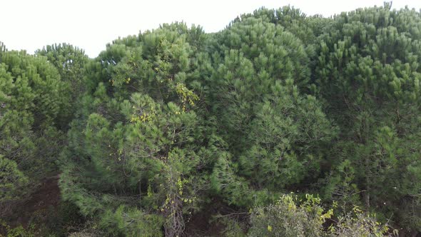 Forest Nature Trees