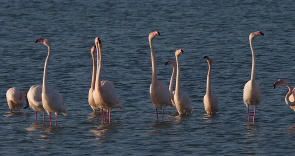 Pink flamingos during the courtship in the Camargue, France