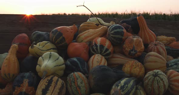 Pile of ornamental pumpkins in front of a corn field