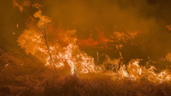 Forest Fire Wildfire Burning Grass and Bushes Close Up