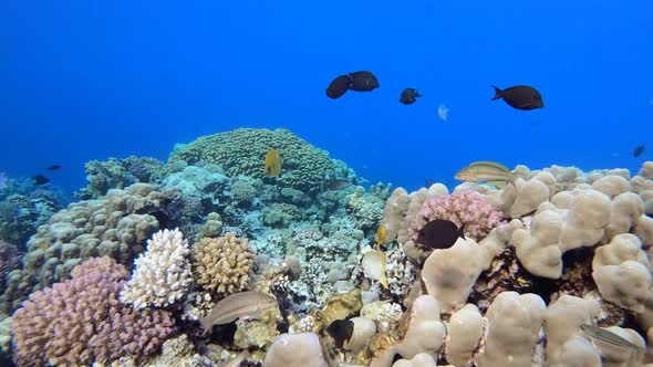 Underwater Tropical Reef