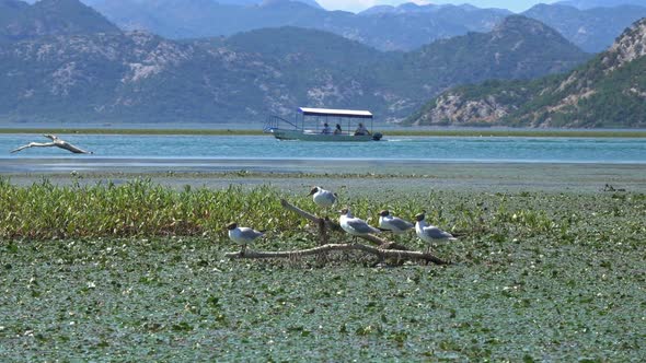 Seagull Birds on Famous Lake Skadar in Montenegro