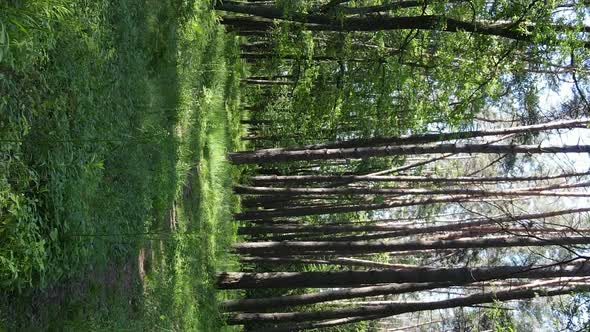 Vertical Video of Forest Landscape in Summer Slow Motion