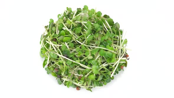 fresh radish micro greens isolated on white background, rotate