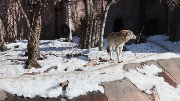 Gray Wolf or Eurasian Wolf a Common Predator on the Territory of Different Countries