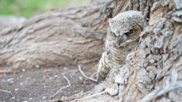 Great Horned Owl baby hiding as it is camouflaged