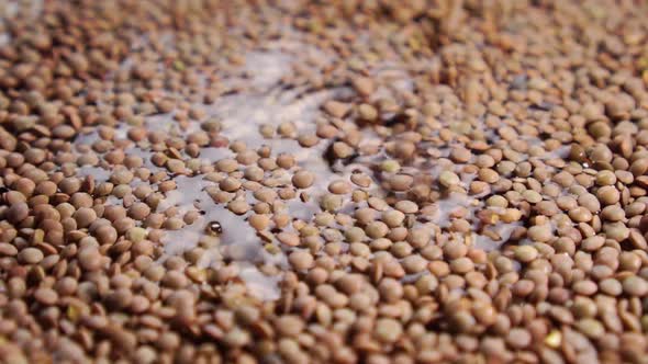 Falling dry brown lentil in water in slow motion. Cooking and soaking legumes