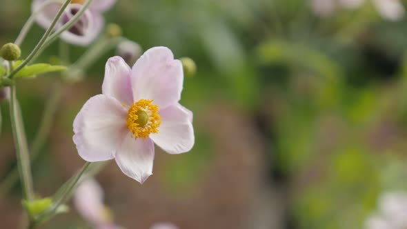 White blossoms of Japanese anemone hybrida flower 4K video