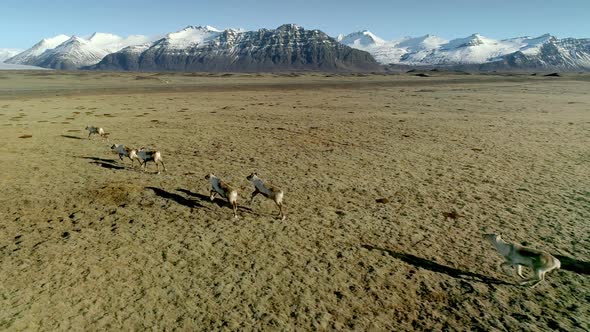 Icelandic Reindeers Running By the Mossy Hills in Iceland