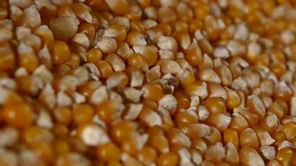 Maize Grains. Corn Kernel Grains. Rotating. Close Up