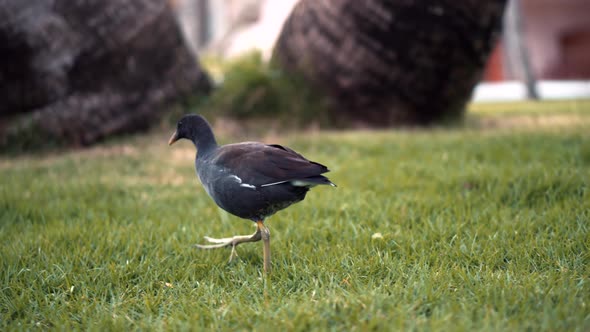 Bird Walking On Green Grass In Caribe Dominican Republic Resort Hotrel.