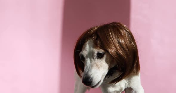 Ironic Funny Portraits of a Dog in a Wig