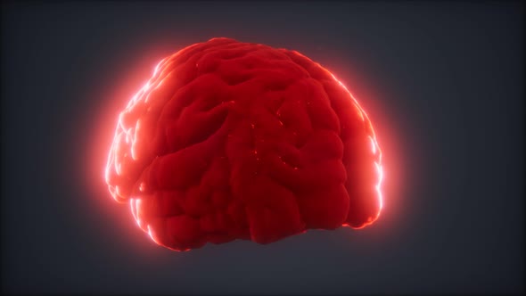 Loop Rotating Human Brain Animation