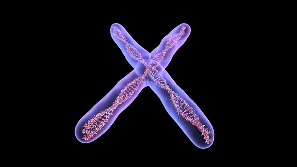 Chromosome