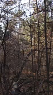 Vertical Video of an Autumn Forest During the Day