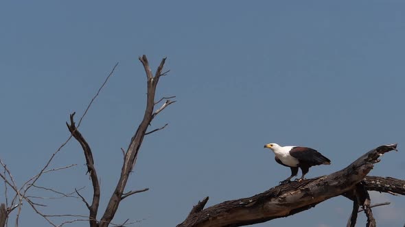 980312 African Fish-Eagle, haliaeetus vocifer, Adult in flight, taking off from tree, Flapping Wings