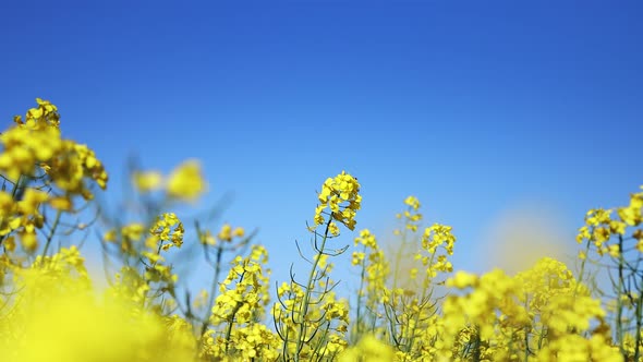 Yellow blooming rapeseed field. Rapeseed is grown for the production of animal feeds, vegetable oils