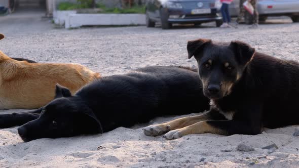 Pack of Homeless Dogs Lie on the Street. Four Guard Dogs on Car Parking