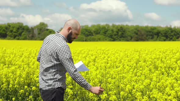Farmer Examining Rapeseed Blooming Plants. Rapeseed Field