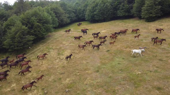 Aerial View of Horses Grazing on Pasture