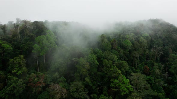 Morning mist passing over trees canopy in forest tropical jungle, Thailand