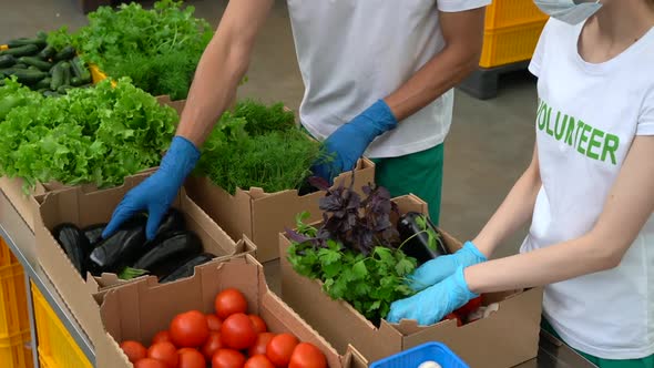 Volunteers Packing Vegetables for Charity