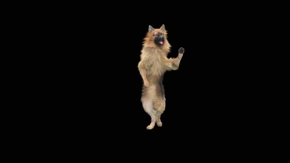 Dog Dance HD