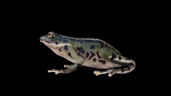 4K Frog Idle alt