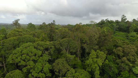 Rainforest in the Philippines