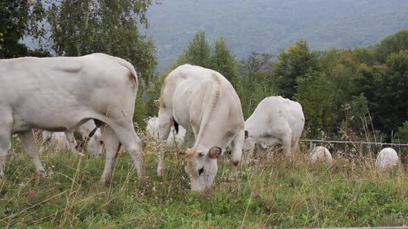 Grazing Cows