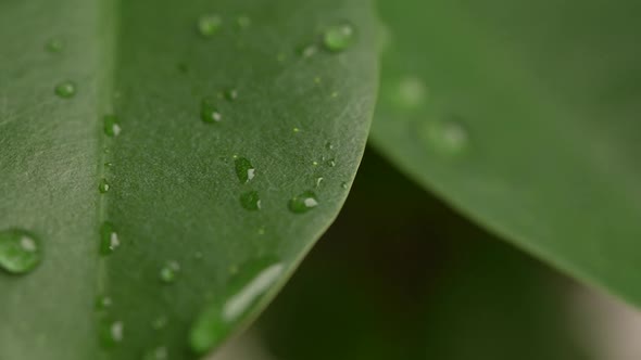 Water Drops on a Leaf 90