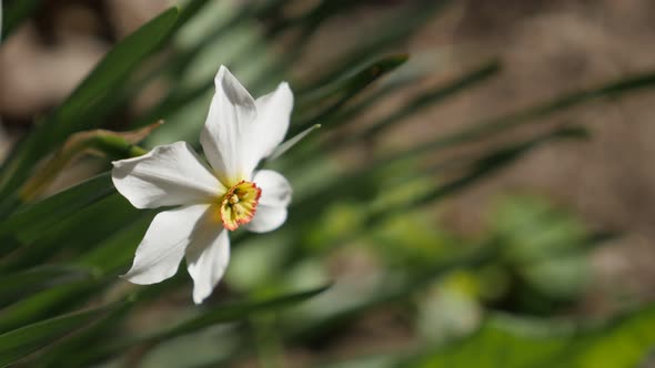 Brick wall and pheasants eye daffodil plant 4K 2160p 30fps UltraHD footage - Close-up of Narcissus p