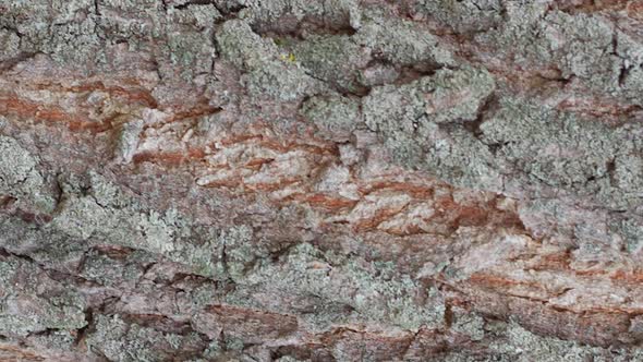 Tree Bark Texture Close Up Slow Motion