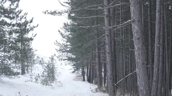 First snow of winter in  cone-bearing seed plants  slow-mo  1920X1080 FullHD footage - Snowflakes  f