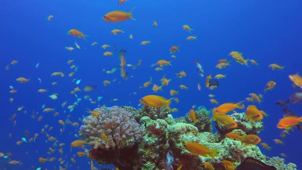 Beautiful Red Sea Orange Fish