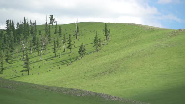 Sparse Trees on Top of The Mountain