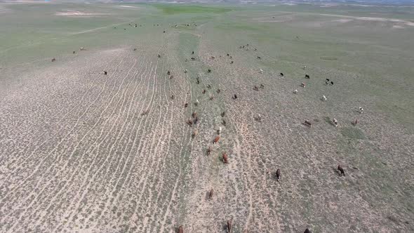 Crowded Herd of Cows Grazing on Barren Land of Terrestrial Climate