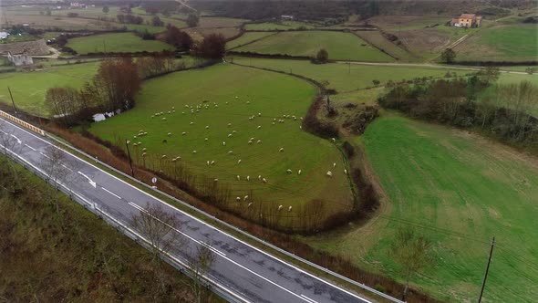 Flock of Sheeps. Rural Landscape