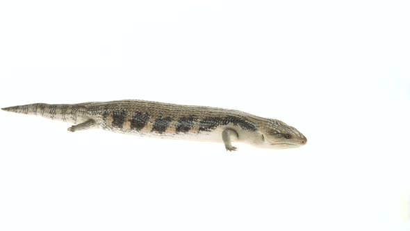 Eastern Blue Tongue Lizard Tiliqua Scincoides Isolated on White.