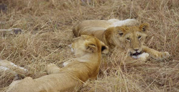 Lion cubs lying in the savanna