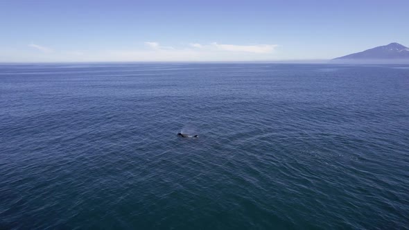Big Orca Swimming in Dark Pacific Waters