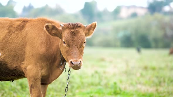 Brown milk cow grazing on green grass at farm grassland.